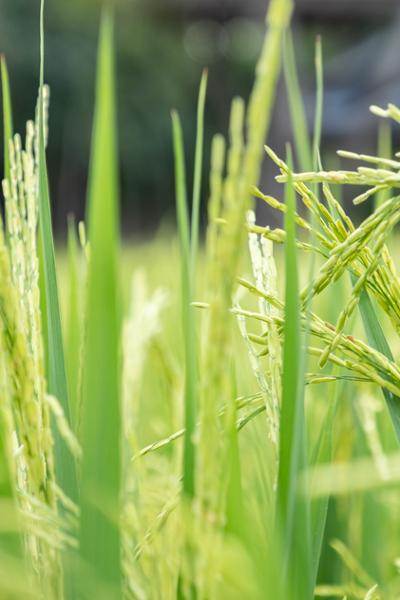 grass portrait